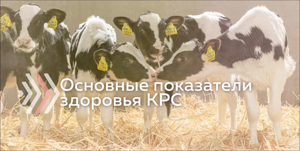Основные физиологические показатели здорового организма КРС