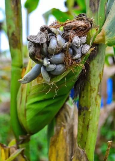 Пузырчатая головня кукурузы