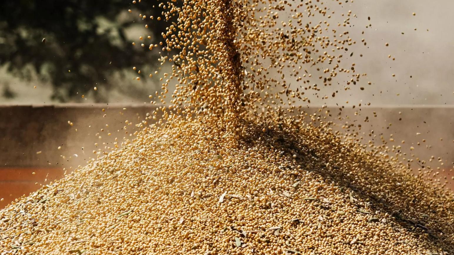 Белгородские ученые вывели новый сорт сои с повышенным содержанием белка (44%)