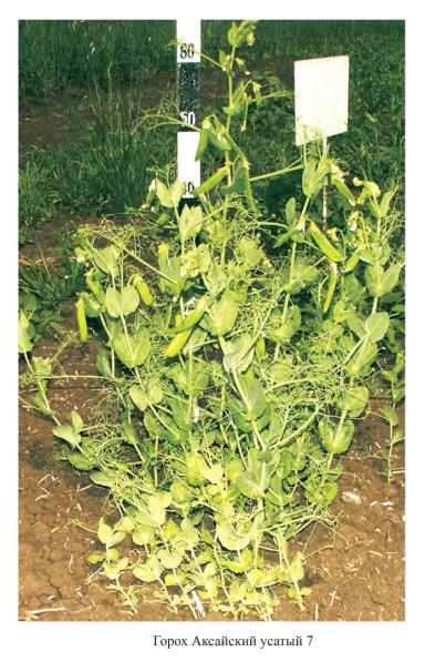 Аксайский усатый 7 - сорт гороха посевного