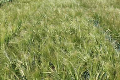 Фокус ® (FOKUS) сорт ячменя ярового