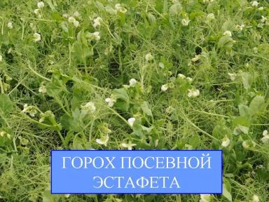 Эстафета