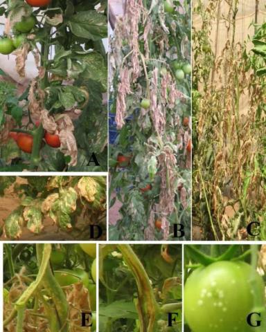 Бактериальный рак томата