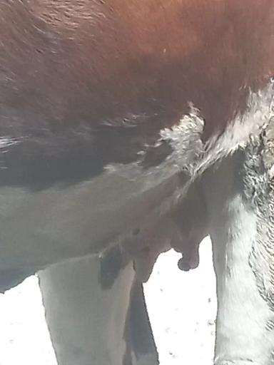 Вопросы из чатов: что с выменем у телки?