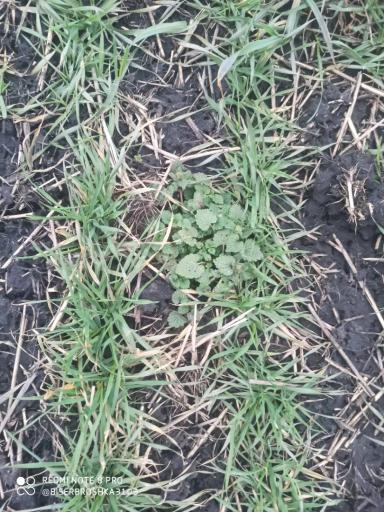 Монолиты и другие способы оценки жизнеспособности озимых