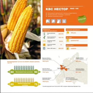КВС Нестор® - гибрид кукурузы ( Zea mays L.).