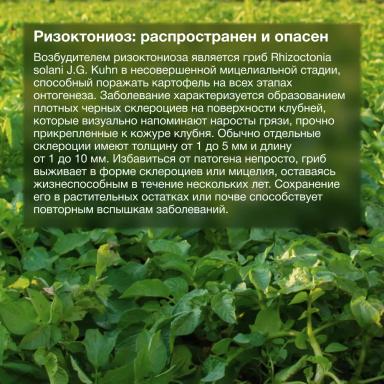 Надёжная защита от ризоктониоза