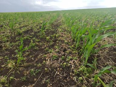 Качественные препараты-залог отличного урожая!