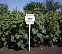 Имми - гибрид подсолнечника ( Helianthus annuus L.). Технология Clearfield®. Среднеранний.