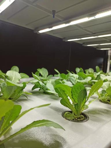 Аэропоника: руководство по выращиванию растений без почвы