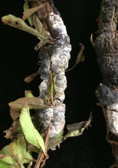 Черная узловатость косточковых культур