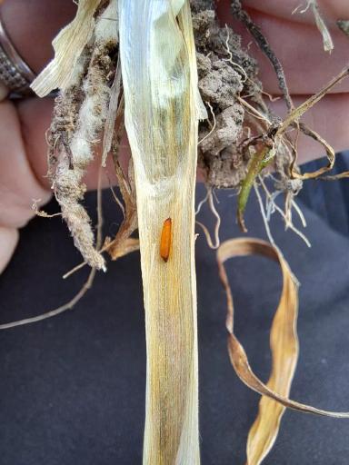 Что за вредитель?