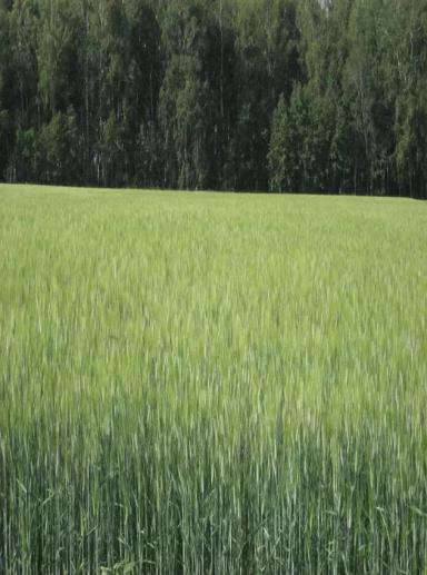 Жемчужина Сибири