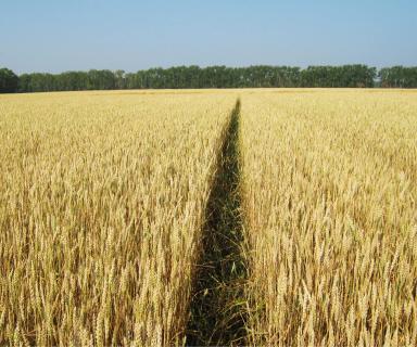 Последействие 4-х-польных севооборотов.