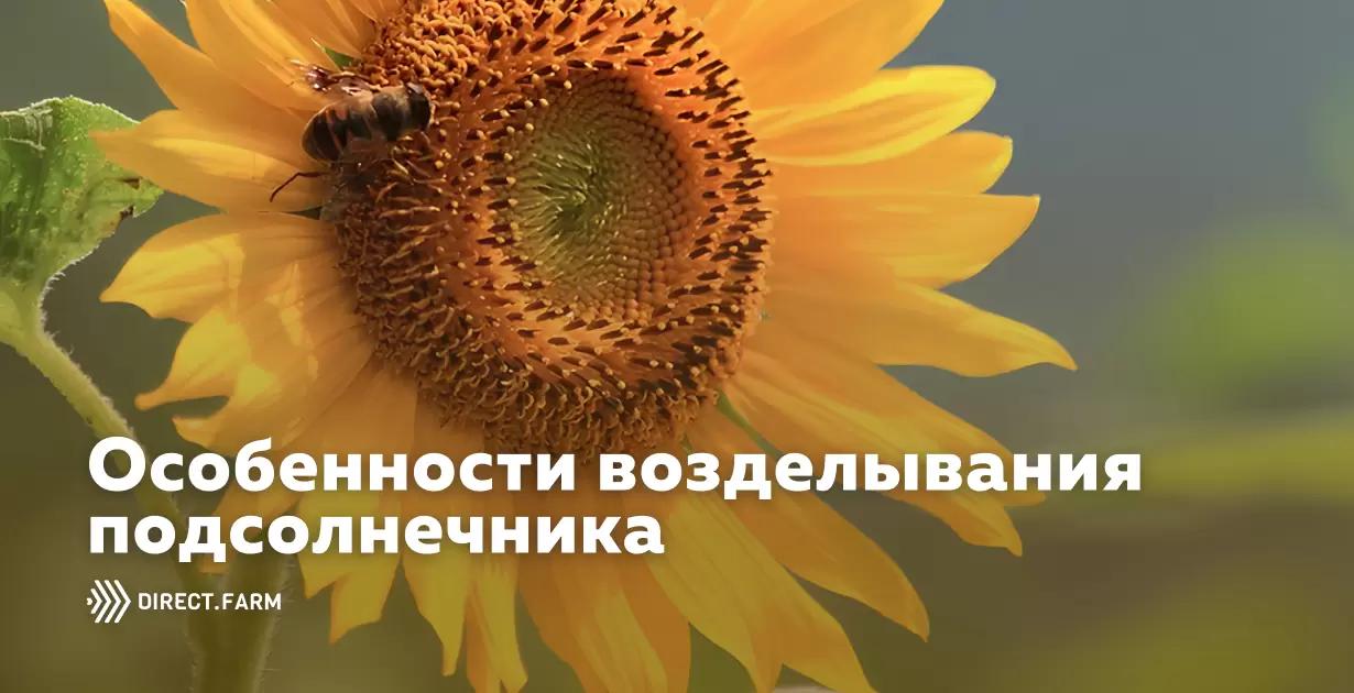 Особенности минерального питания подсолнечника