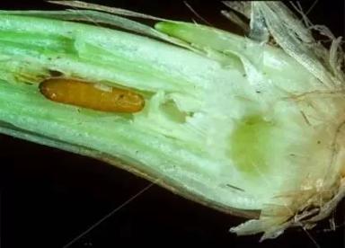 Злаковые мухи – осенние вредители озимой пшеницы. Как они нас незаметно объедают