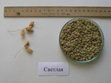 Светлая чечевица