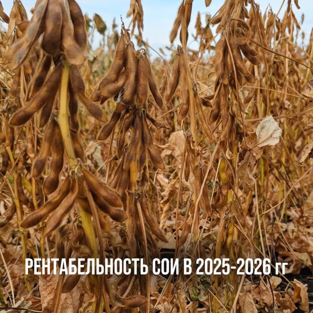 РЕНТАБЕЛЬНОСТЬ СОИ В 2025-2026 гг