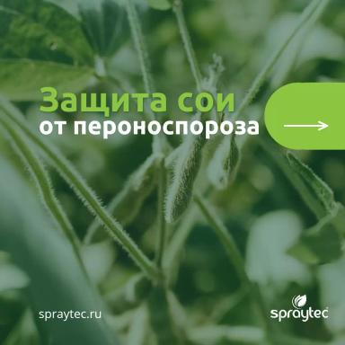 Зафиксировали вспышки пероноспороза (ложной мучнистой росы) сои