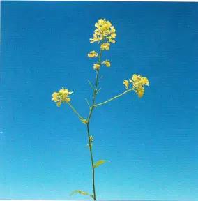 Горчица полевая