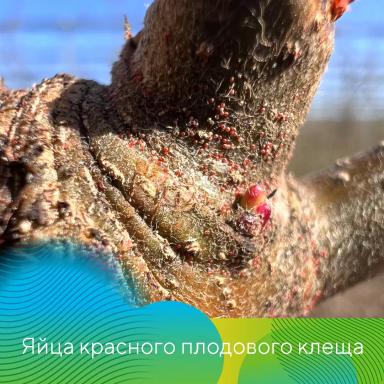 Защита садов от вредителей весной