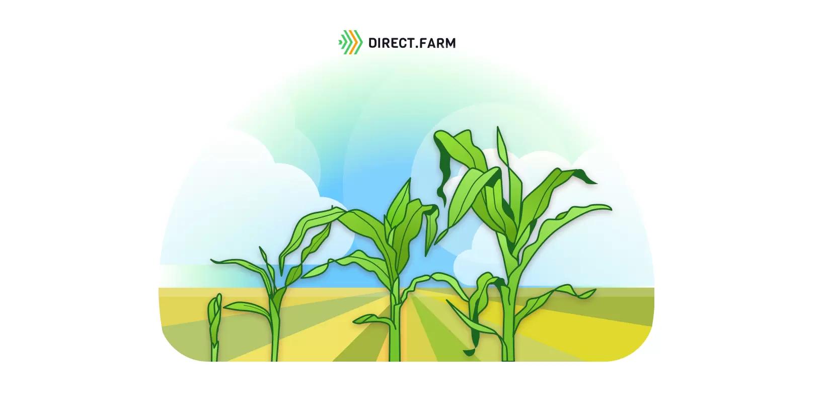 Как считать листья кукурузы?