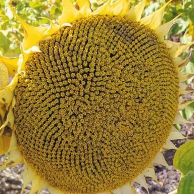 Синтез - гибрид подсолнечника ( Helianthus annuus L.).