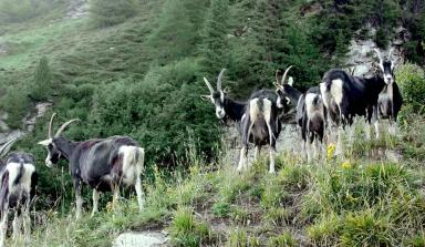 Граубюнденская лучистая