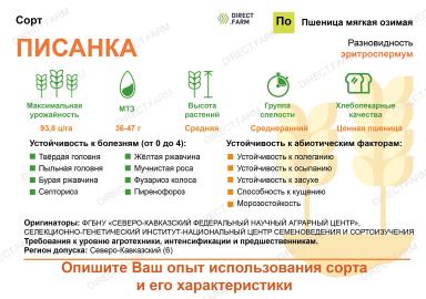 Писанка сорт мягкой озимой пшеницы