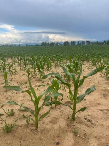 Экстремальное сельское хозяйство