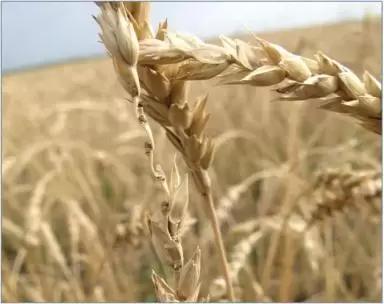 Наиболее устойчивые к осыпанию сорта озимой пшеницы