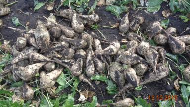 Сравнение гибридов сахарной свеклы