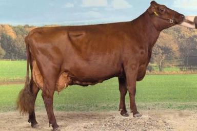 Англерская порода коров