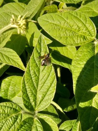 АГРОМОНИТОРИНГ.