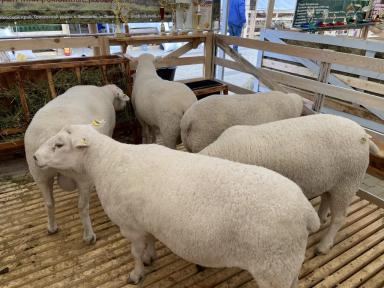 Ташлинская порода овец