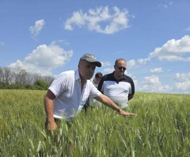 БУРБОН: твёрдая яровая пшеница, которая продаёт себя качеством