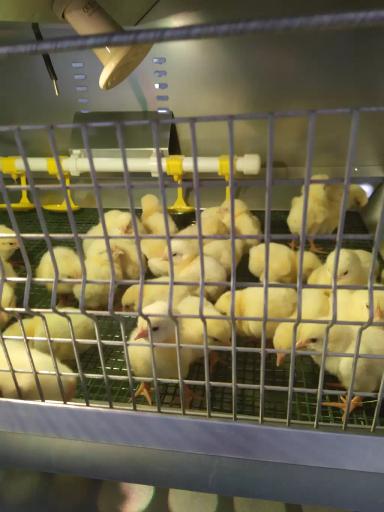 Суточный бройлер поставлен на подращевание.