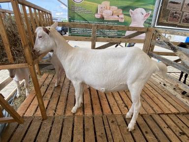 Зааненская порода коз