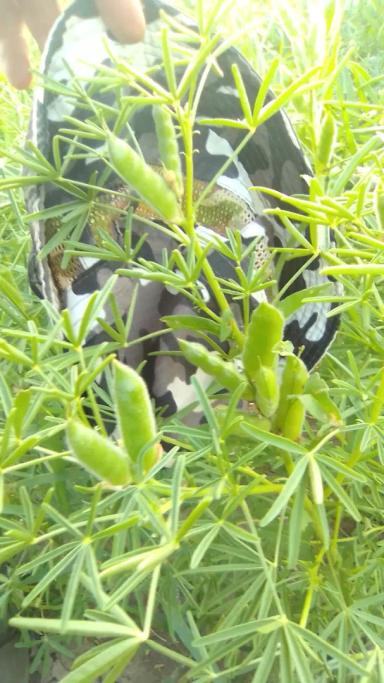 Люпин узколистный, сорт Ладный, селекция Немчиновка. Поздний срок сева.