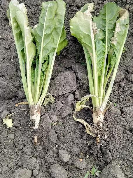 Вести с полей