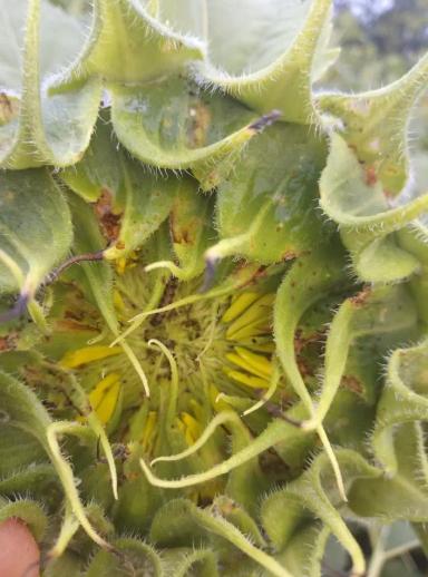 Внимание! Массовый лет Лугового мотылька