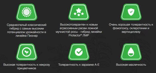 П 64 ЛЛ 155 - гибрид подсолнечника Пионер