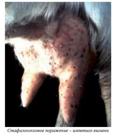 Харвуд – "Ветеринарное руководство по здоровью и благополучию коз". Гл. 14, ч. 2