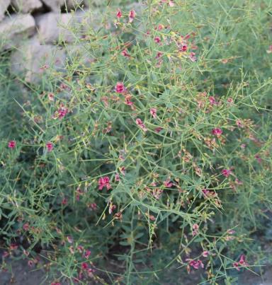 Верблюжья колючка обыкновенная