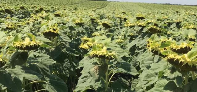 П 62 ЛЕ 122 -  гибрид подсолнечника Пионер