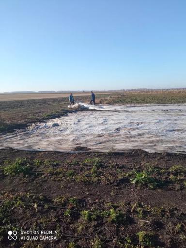 Готовим клубнику к зиме