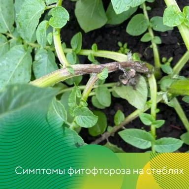 Внимание: раннее развитие фитофтороза!