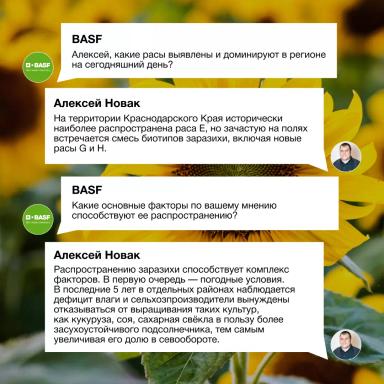 Заразиха в Краснодарском крае