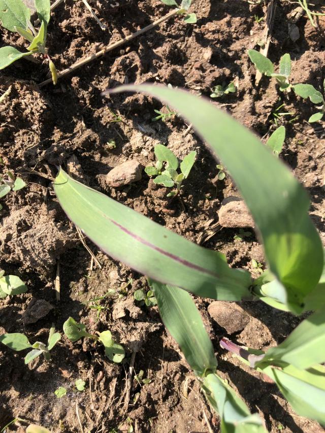 Агромониторинг 