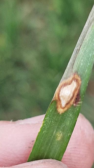 Помогите определить болезнь пшеницы